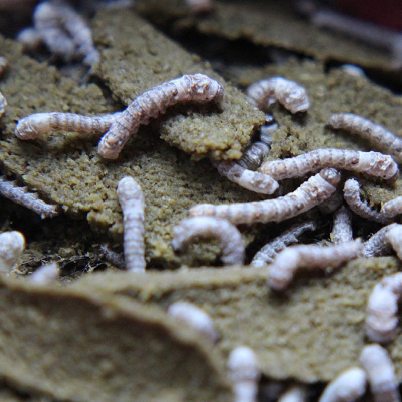 蚕宝宝彩色蚕彩蚕七彩活体蚕变色金蚕饲料代新鲜桑叶天然彩蚕紫色蚕