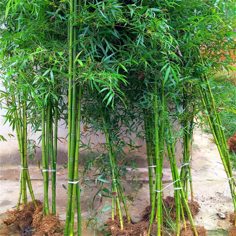 子暄竹子苗庭院绿篱耐寒植物室内盆栽竹子紫竹苗绿化苗罗汉竹佛肚竹青