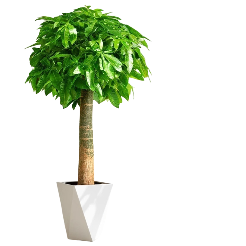诚智旺 绿植摆件 发财树高1.0-1.2m/盆高清大图