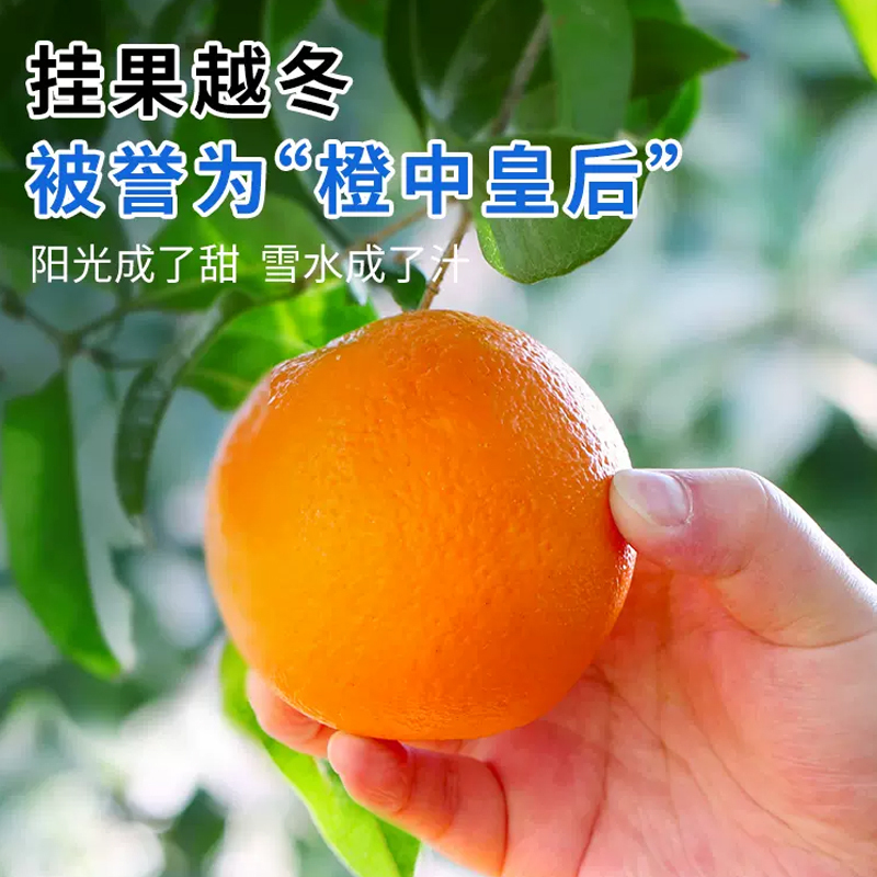 [西沛生鲜]正宗伦晚脐橙 净重3斤 单果75-80mm 秭归橙子水果新鲜当季整箱斤果冻甜橙春橙伦晚脐橙