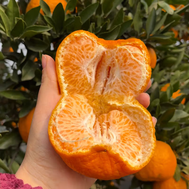 [西沛生鲜]新鲜椪柑 净重9斤 芦柑子新鲜水果当季椪柑现发整箱柑橘酸甜鲜果橘子高清大图