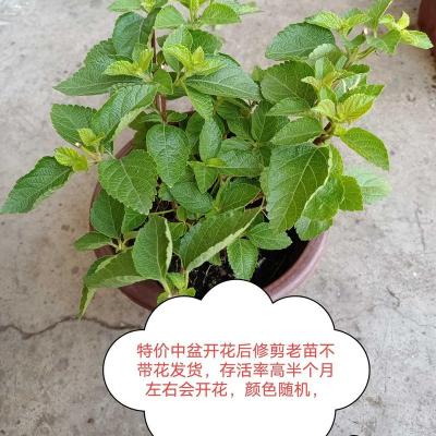 五色梅马缨丹五色花变色梅盆栽庭院地栽花期长耐热耐寒花卉植物 中盆特价苗修剪后发货颜色随机 中盆原土球带营养袋发货