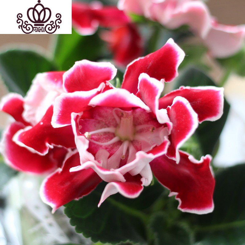 封后重瓣大岩桐盆栽花苗富贵芙蓉花办公室内花卉四季开花带花发货紫色含盆图片 高清实拍大图 苏宁易购