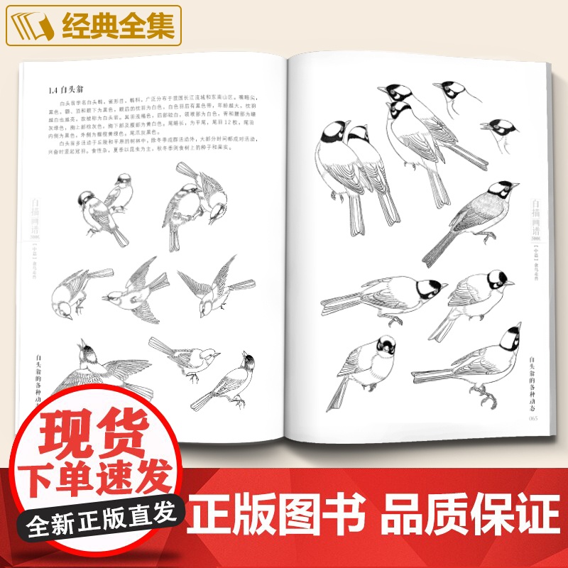 白描画谱5000例中篇·禽鸟走兽勾线描荷花卉临摹图谱书籍手绘自学高清大图