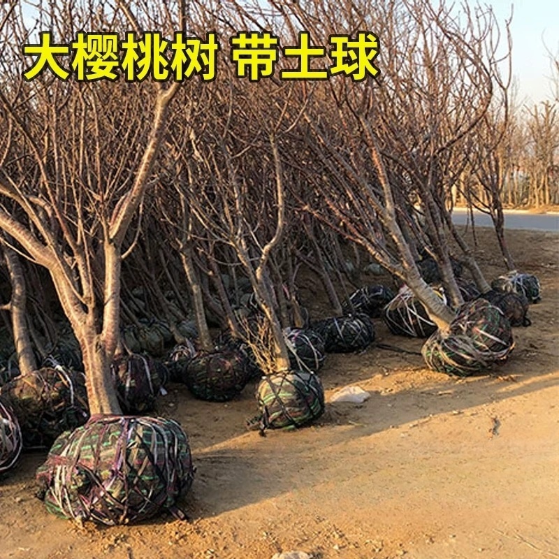 诚智旺 樱桃树 6公分/棵高清大图