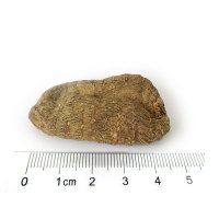 滇域茗草 小号昭通小草坝冬天麻 乌天麻250g(15个内)