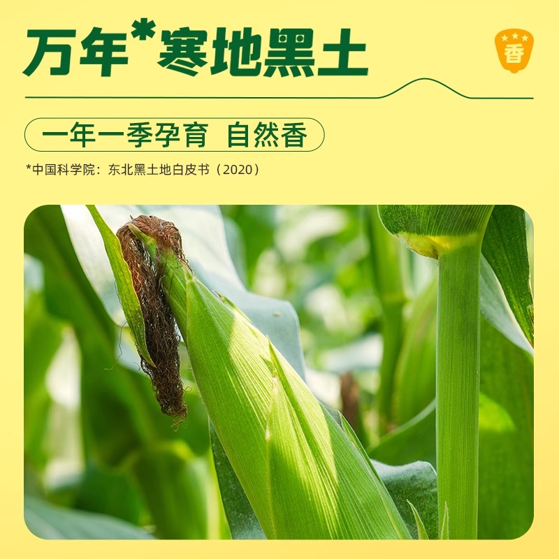 十月稻田黑糯玉米220g*8根东北软糯甘甜大棒富含花青素清香1.76kg高清大图