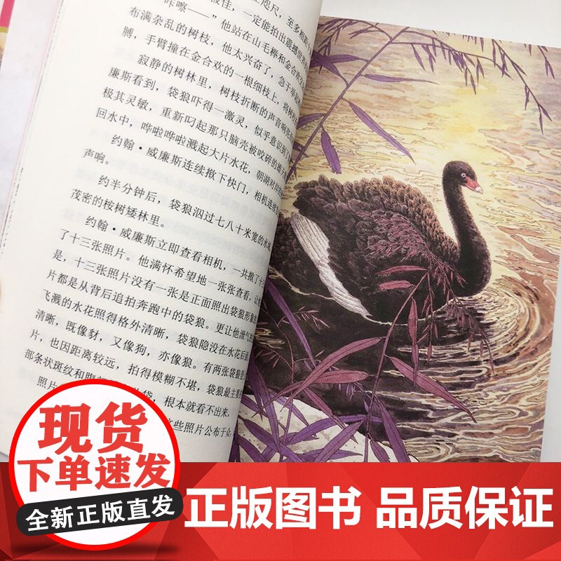 黑天鹅紫水晶 升级版 动物小说大王沈石溪品藏书系 正版 四年级课外阅读书目 小学生儿童文学 课外读物书籍高清大图