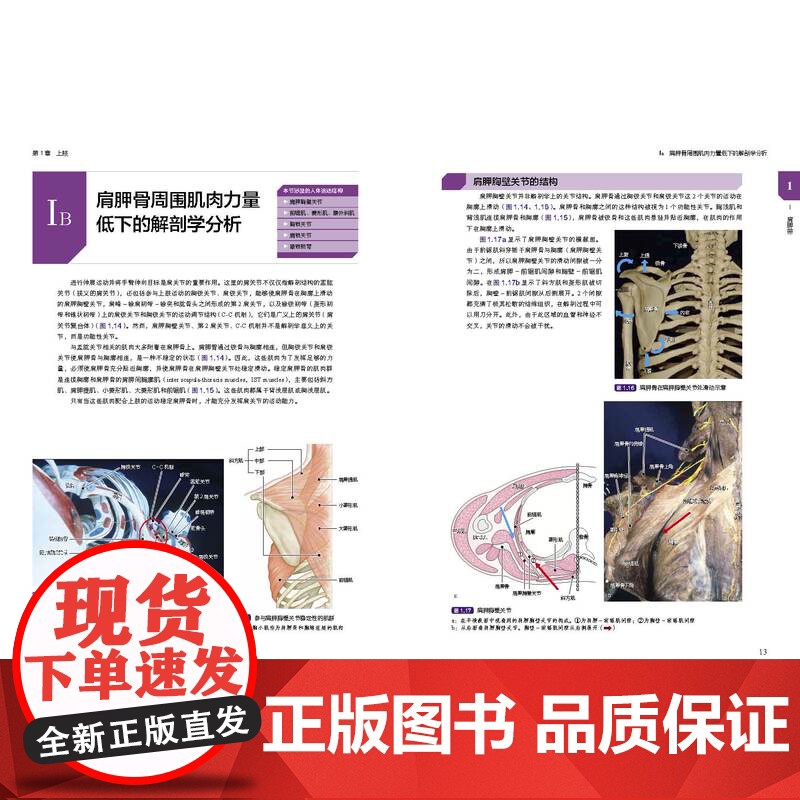 临床肌骨疾病功能解剖和治疗性运动 肌骨功能障碍 功能障碍康复 治疗性运动 北京科学技术高清大图