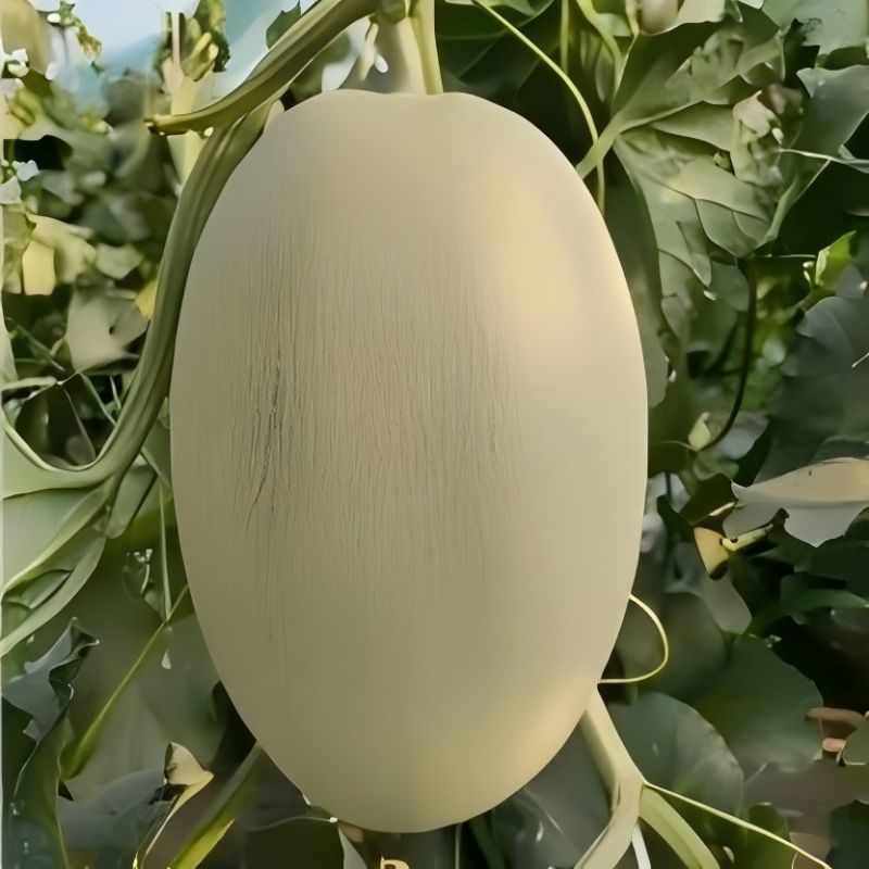 钿满堂西周蜜瓜500克/份高清大图