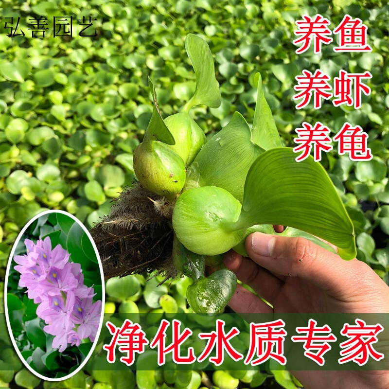 子暄园艺用品水生植物水种子苗养殖浮萍水培金鱼虾污水净化水质 价格图片品牌报价 苏宁易购伟祺花卉园艺专营店