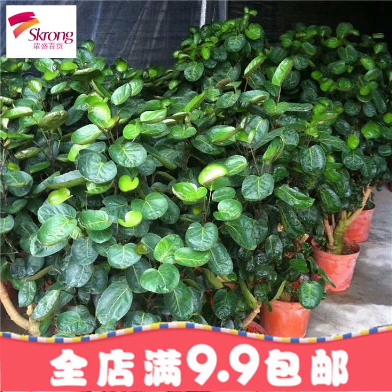 金钱兜 圆叶福禄桐绿植盆栽 桌面盆栽 绿色植物创意绿植花卉包邮