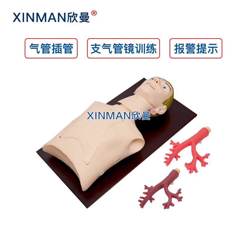 欣曼科教 纤维支气管内窥镜操作训练模型 支气管镜练习模拟人XM-LV48高清大图