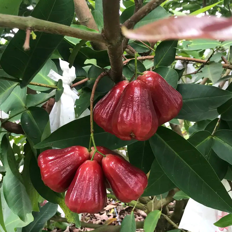 海南树上熟莲雾5斤装中果1416个