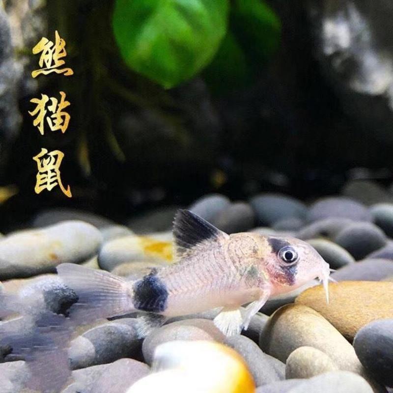 豹纹清道夫观赏鱼淡水鱼清洁工热带活体鱼异性清道夫混养 白鼠5条
