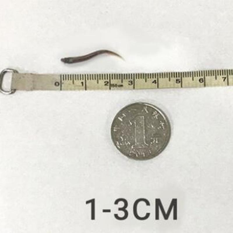 1-3厘米长度 30条 活泥鳅 鲜活 小泥鳅筏钓野生泥