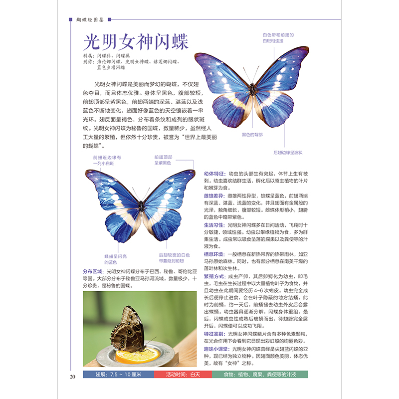 正版新书]蝴蝶轻图鉴 图鉴系列全新升级版含章新实用编辑部 编著高清大图