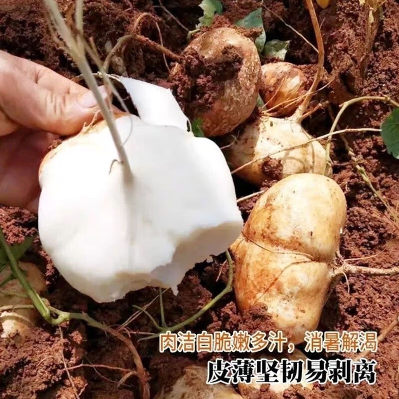 凉薯种子 50粒/包高清大图