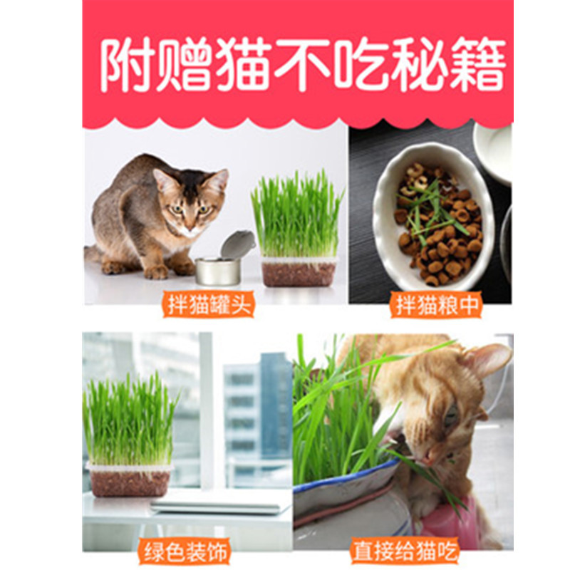 猫草种子薄荷粉猫零食猫咪化毛去毛球猫草大麦种植套装猫咪用品