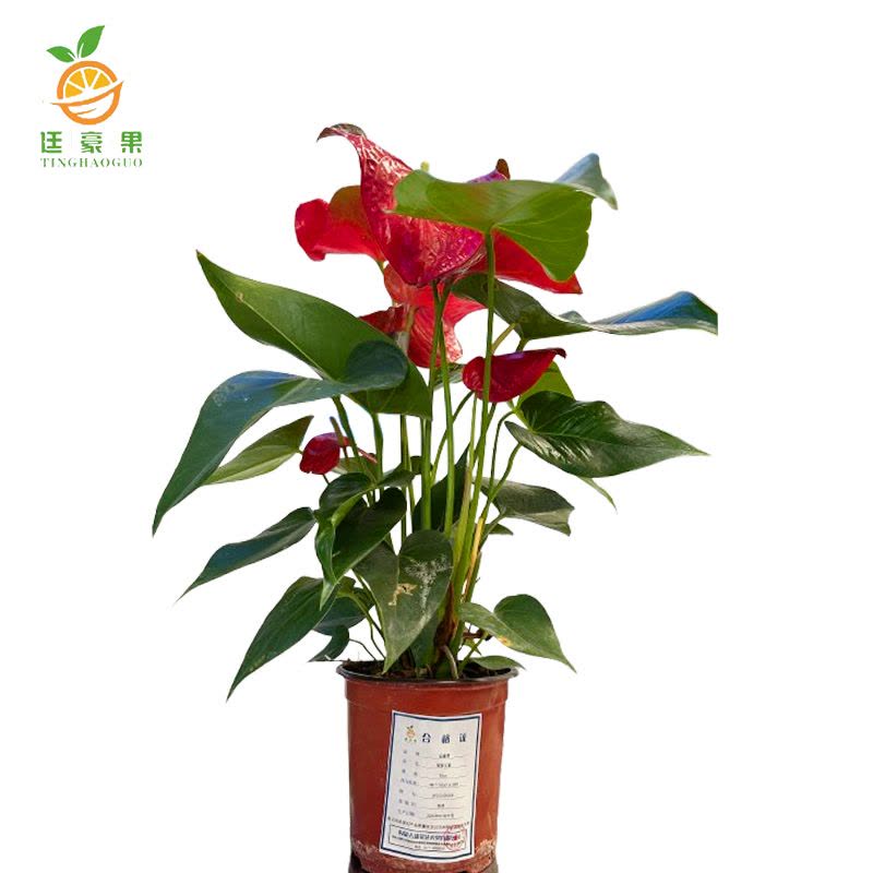 廷豪果 观赏红掌 30cm图片