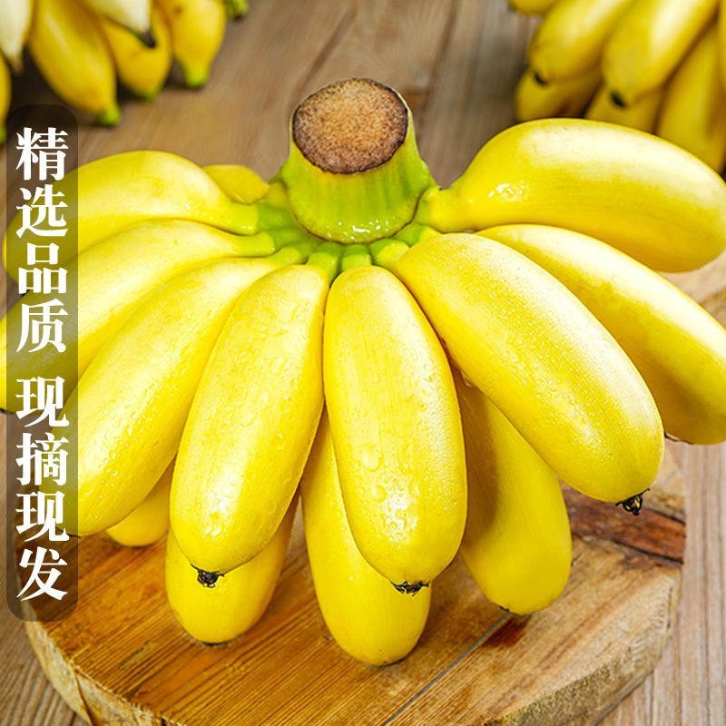 [西沛生鲜]新鲜农家小米蕉 净重5斤 箱装 新鲜当季水果 香甜软糯 孕妇宝宝辅食 坏果包赔高清大图