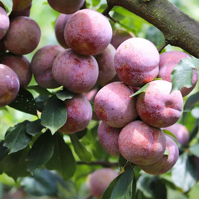 [苏鲜生]国产李子 福建古田芙蓉李 现摘现发精选 大果 净重4.