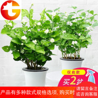 室内花卉观花植物四季好养的花开花不断净化空气绿植