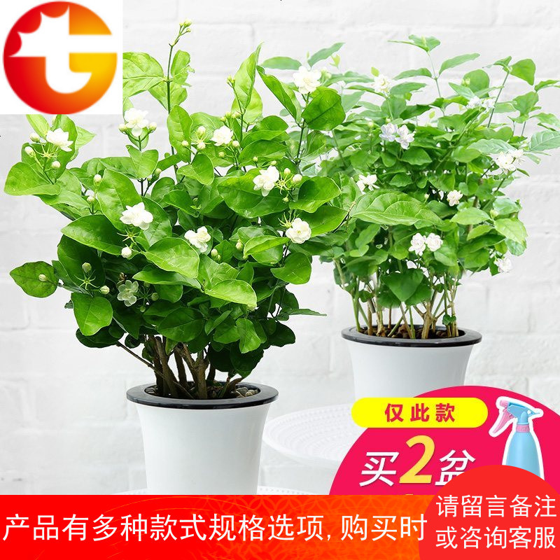 室内花卉观花植物四季好养的花开花不断净化空气绿植