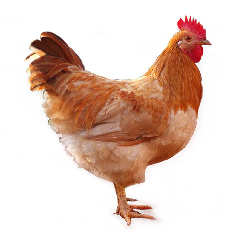 有货正常发三黄鸡母鸡1只整鸡约25斤退毛留内脏新鲜鸡肉