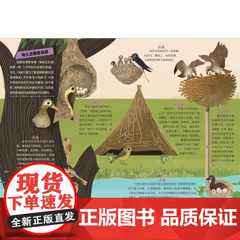 家门口的野生动物朋友 寻找勇气——嗨,鸟儿朋友高清大图