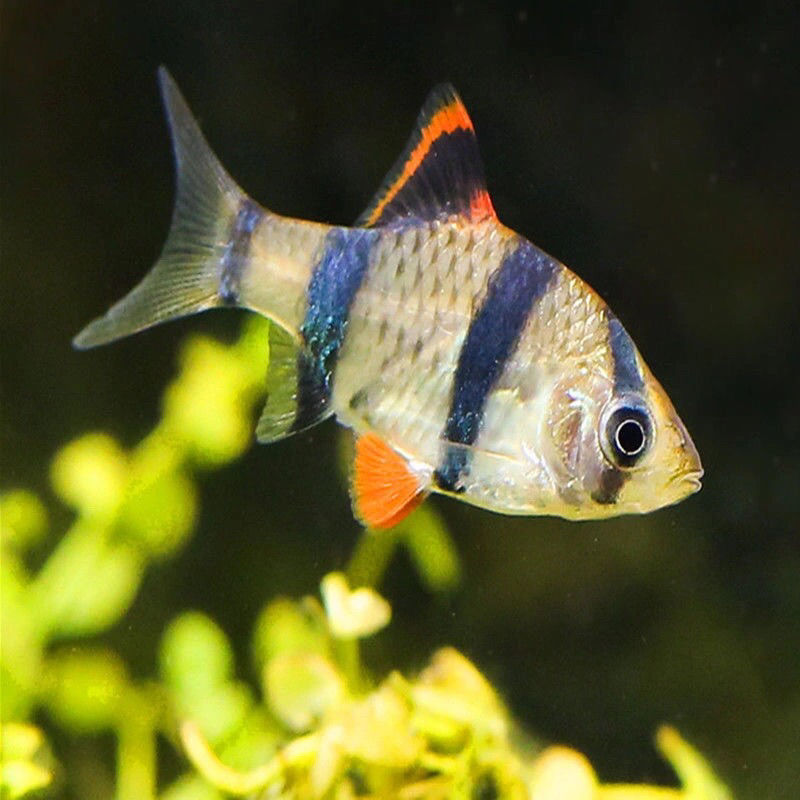 精品虎皮鱼5条 虎皮鱼蓝四间绿虎皮蓝皮热带鱼观赏鱼小型鱼群游淡水鱼