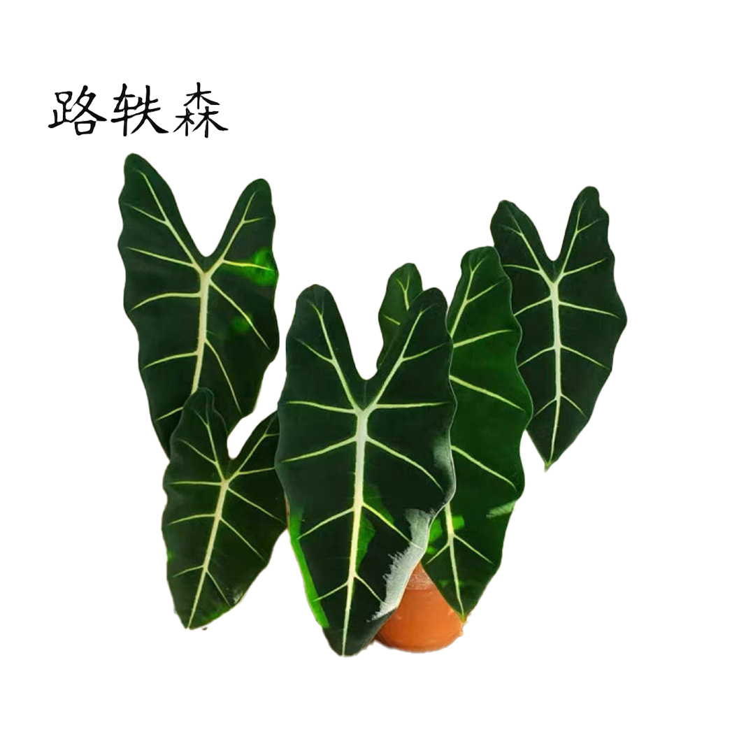 路轶森 精品天鹅绒 60cm高清大图