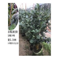 茶族皇后金花茶防城尊凹迈绿植盆栽茶花嫁接苗带花苞货嫁接21号含盆