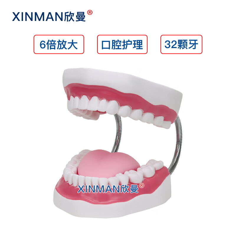 欣曼科教 口腔护理模型 牙保健模型 口腔清洁操作模型XM-KQA高清大图
