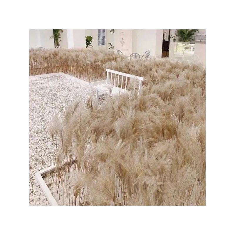 芦苇干花花束麦穗干花仿真花田园装饰ins拍照道具稻穗真花|30支玫红色芦苇 1米