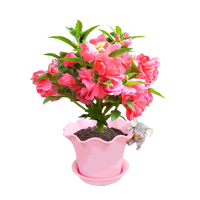 津沽园艺 亲子种植凤仙花套装含盆土种子 春季播种凤仙花种子套装 1套