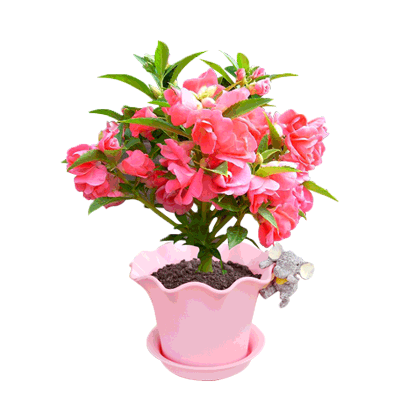 津沽园艺 亲子种植凤仙花套装含盆土种子 春季播种凤仙花种子套装 1套