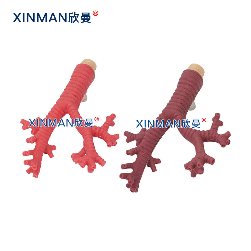 欣曼科教 纤维支气管内窥镜操作训练模型 支气管镜练习模拟人XM-LV48高清大图