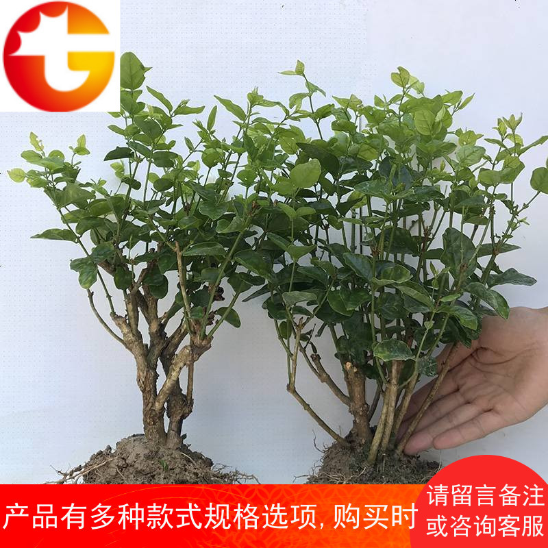 横县重瓣茉莉花盆栽茉莉花苗盆景室内花卉阳台老桩绿植四季植物苗报价 参数 图片 视频 怎么样 问答 苏宁易购