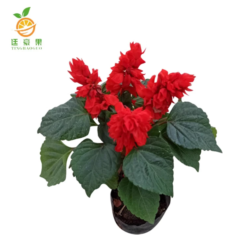 廷豪果 盆栽一串红 30cm /株高清大图