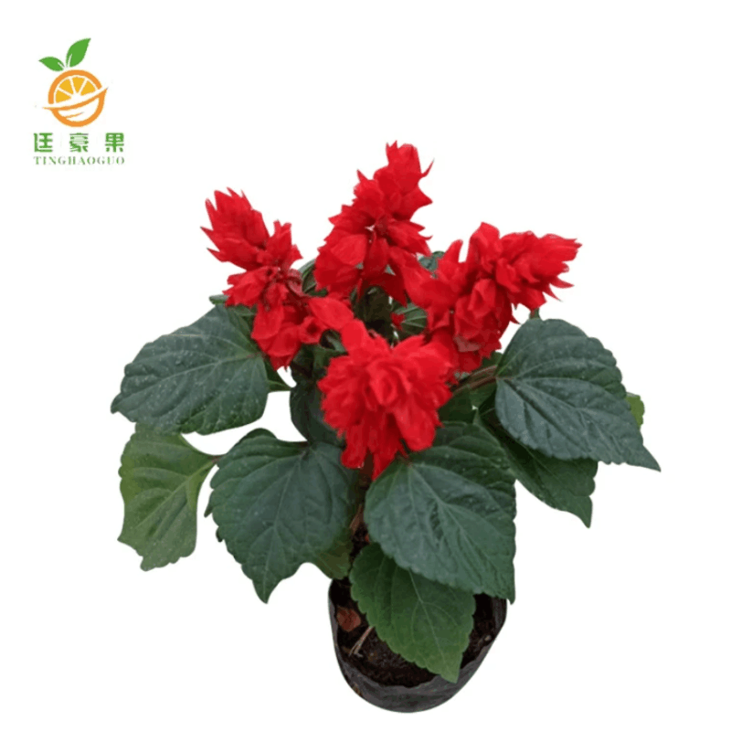 廷豪果 盆栽一串红 30cm /株图片