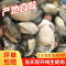 沈志雄东山岛澳角村海鲜生蚝纯肉鲜甜当天现剥生蚝肉海蛎肉牡蛎肉4斤小生蚝肉