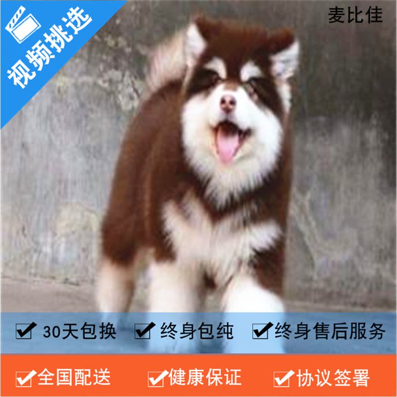 麦比佳 纯种巨型阿拉斯加幼犬活体宠物 熊版十字脸阿拉斯加雪橇犬 双血统烟灰色桃脸阿拉斯加幼崽 巨大型雪橇犬阿拉斯加犬2图片