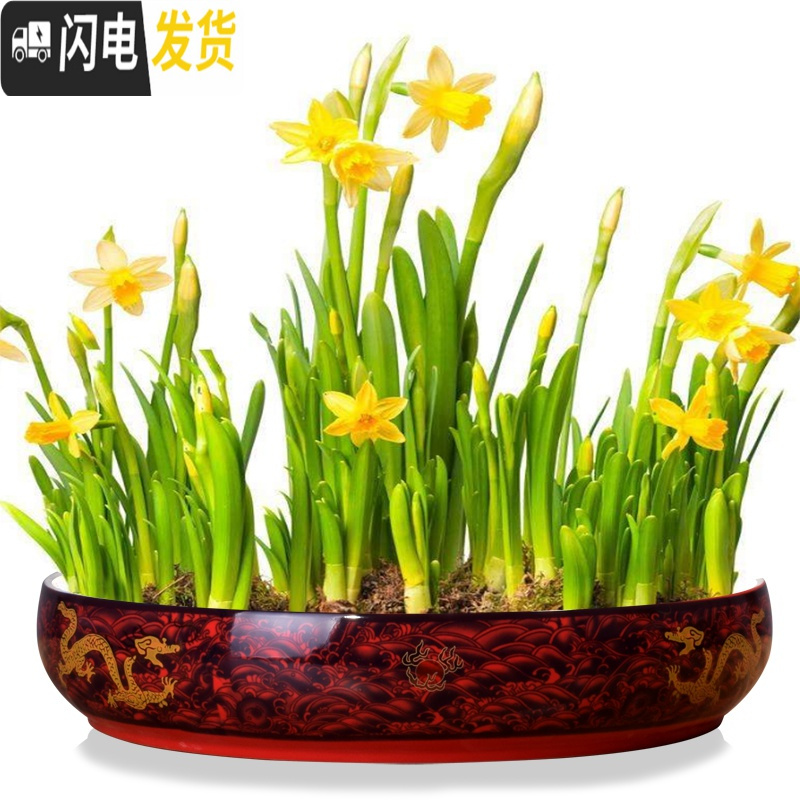三维工匠铜钱水培特大号花盆水仙碗莲荷花缸金钱一叶莲专用盆无孔陶瓷 黄龙龙戏珠 特大花盆容器