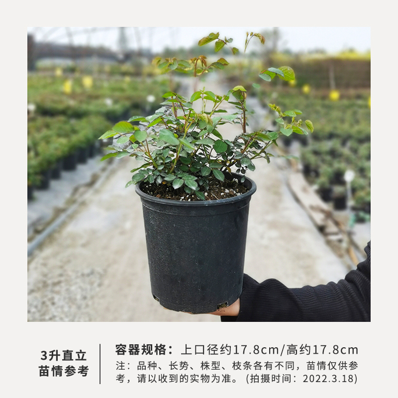 月季梦露3升盆 带盆栽好 惠惠的花园 梦露 复色灌木切花月季盆栽四季开花阳台庭院花卉植物