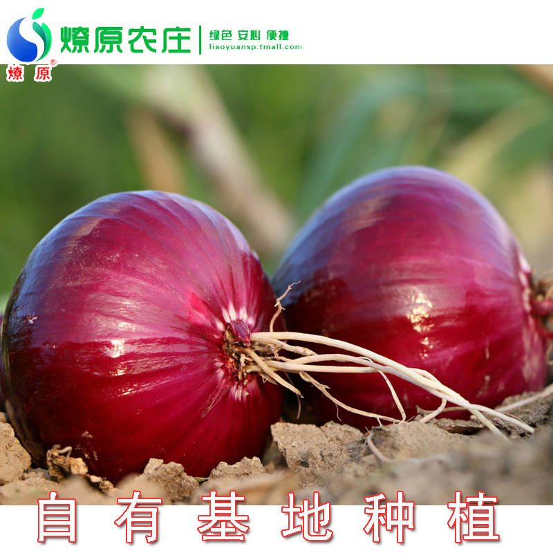 燎原绿色紫皮圆葱洋葱 无农残健康安全营养新鲜蔬菜 4斤顺丰