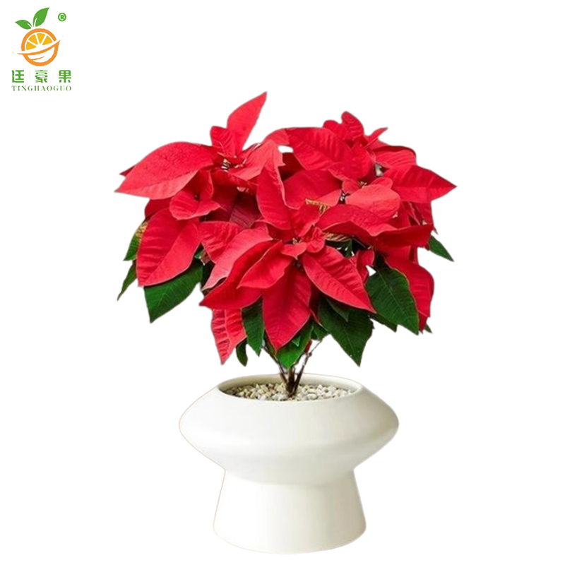 廷豪果 一品红盆栽 20cm高 /棵高清大图
