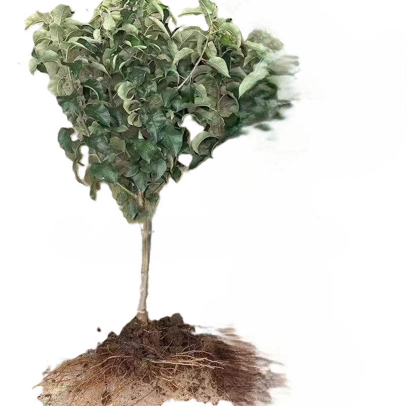 御恒泰 金香蕉苹果树 8-10公分 棵高清大图