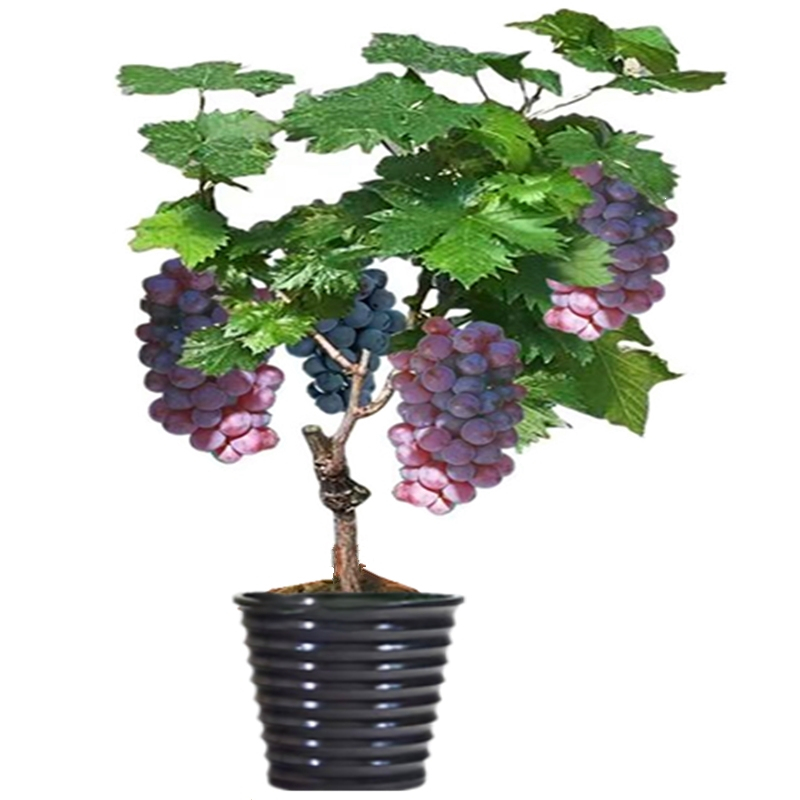 回固南方种植爬藤葡萄树苖巨峰特大盆栽当年结果夏黑北方葡萄树苗