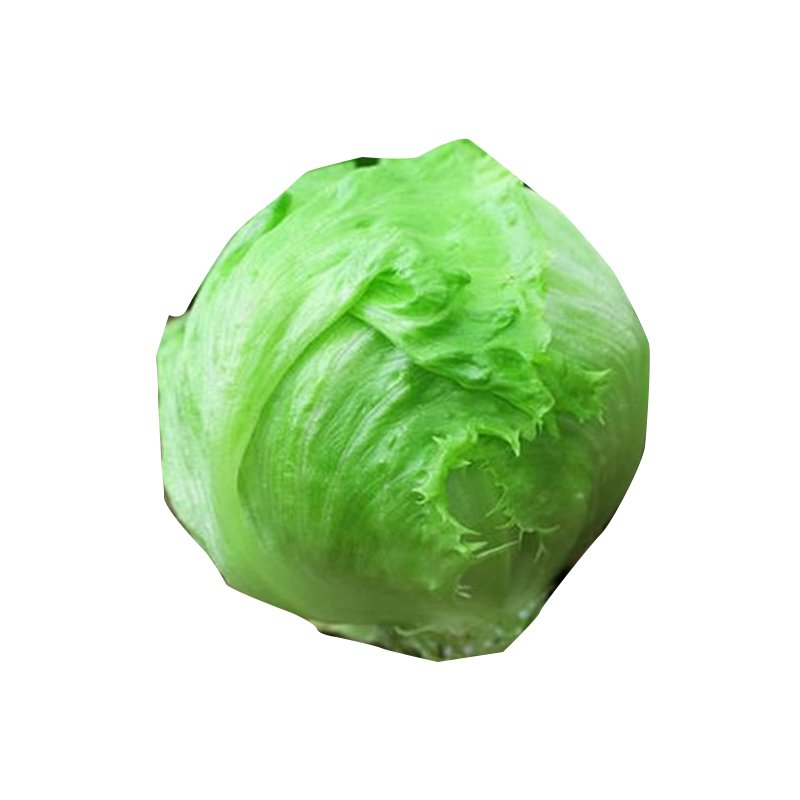 好润青结球生菜种子3000粒袋装